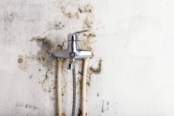 Best Professional Mold Removal  in Mobridge, SD