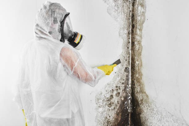 Best Mold Cleaning Services  in Mobridge, SD