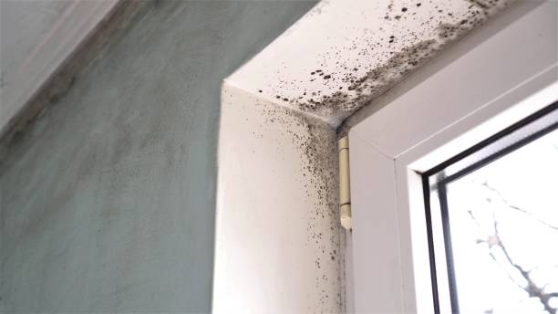 Best Professional Mold Removal  in Mobridge, SD