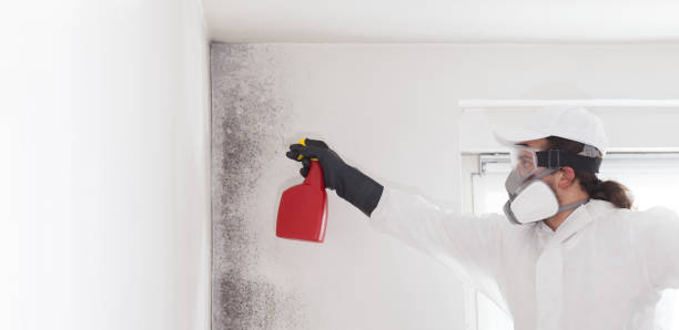 Office Mold Removal Services in Mobridge, SD