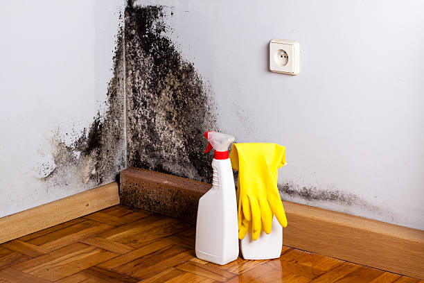 Best Office Mold Removal Services  in Mobridge, SD