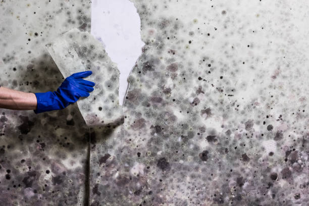 Attic Mold Removal in Mobridge, SD